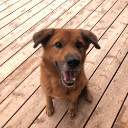 犬猫譲渡会 サムネイル2