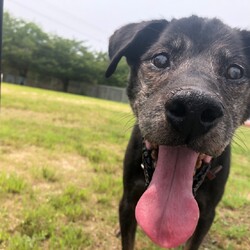 犬猫譲渡会 サムネイル3