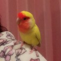 黄色のコザクラインコ