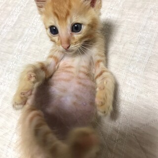 募集停止おっとり甘えん坊茶トラ男子★あお