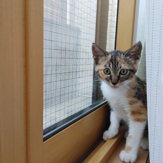 ツンデレキャラココちゃん藤沢市か周辺募集