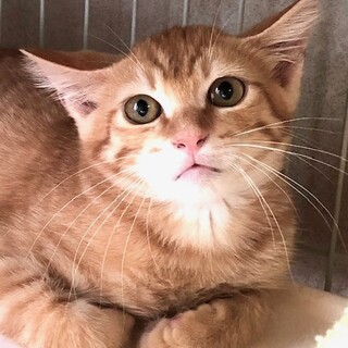 シャーしたお顔も可愛い茶トラのサスケ君