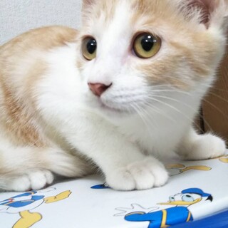 綺麗な茶白こねこ