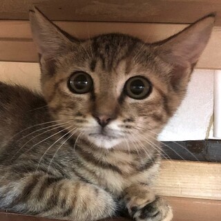 ちょっとビビリな女の子　コロンちゃん