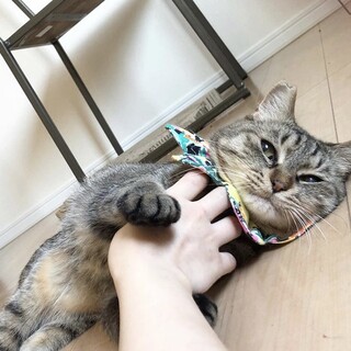 岐阜多頭崩壊現場レスキュー☆しょぼ顔けいくん☆