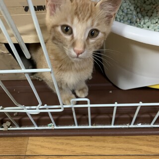 子猫ちゃん