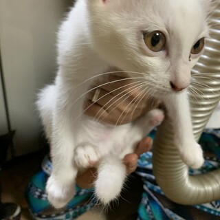 子猫ちゃん