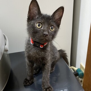 スリスリ系男子♪アント君