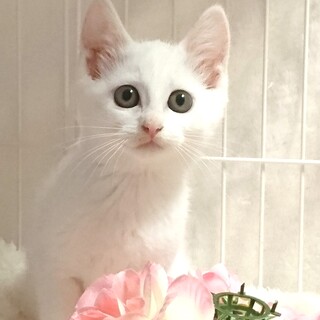 里親様決定！『アニー』ちゃん♀