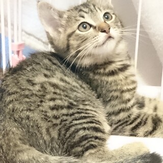 里親様決定！『ジニー』ちゃん♀