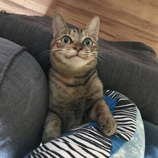 とってもかわいい甘えっ子のキジトラのメルちゃん