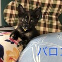 センター引き出しサビちゃん