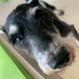 【小平市】募集停止‼️シュナウザー！ビッキー君