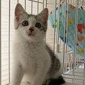 パッチリな目をしたサバ白
