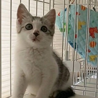 パッチリな目をしたサバ白