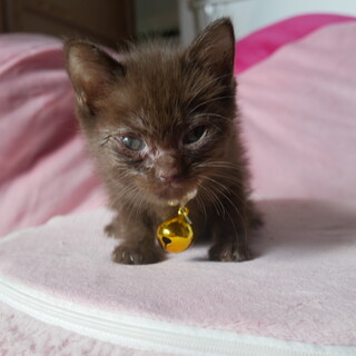 マンチカン長足子猫3匹