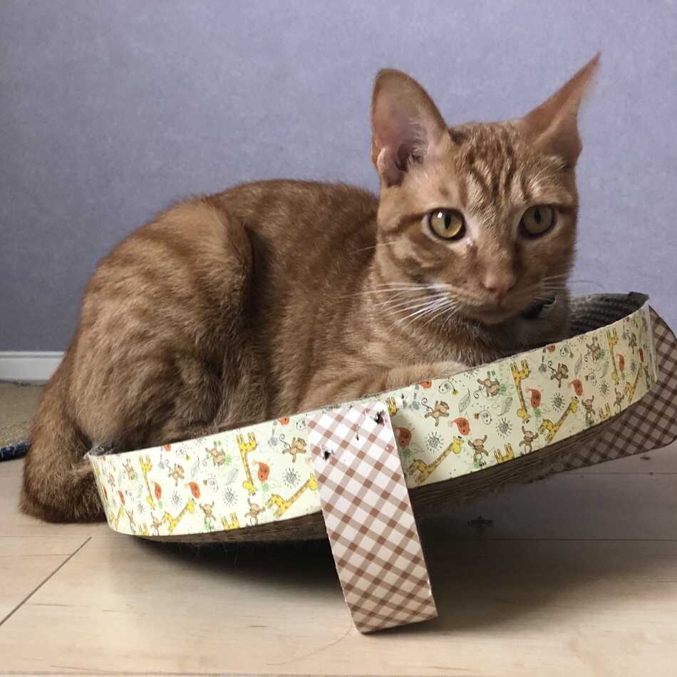 しゅわのカバー写真