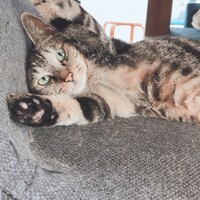 とらみ