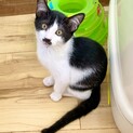 ハチワレお髭にゃんこ、トンズラー君