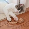 元気にしています！先月のお誕生日はいなばの猫缶でお祝いしました。相変わらず指ちゅーちゅー大好きな甘えんぼうです、
