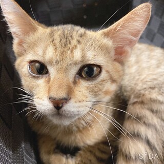 キジのイケメン子猫(3か月)