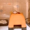 の写真