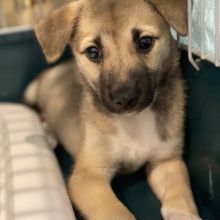 ミックスの子犬　あられちゃん
