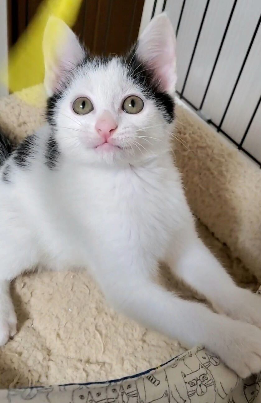 映える白黒 超かわいい 東京都 猫の里親募集 ペットのおうち 月間利用者150万人