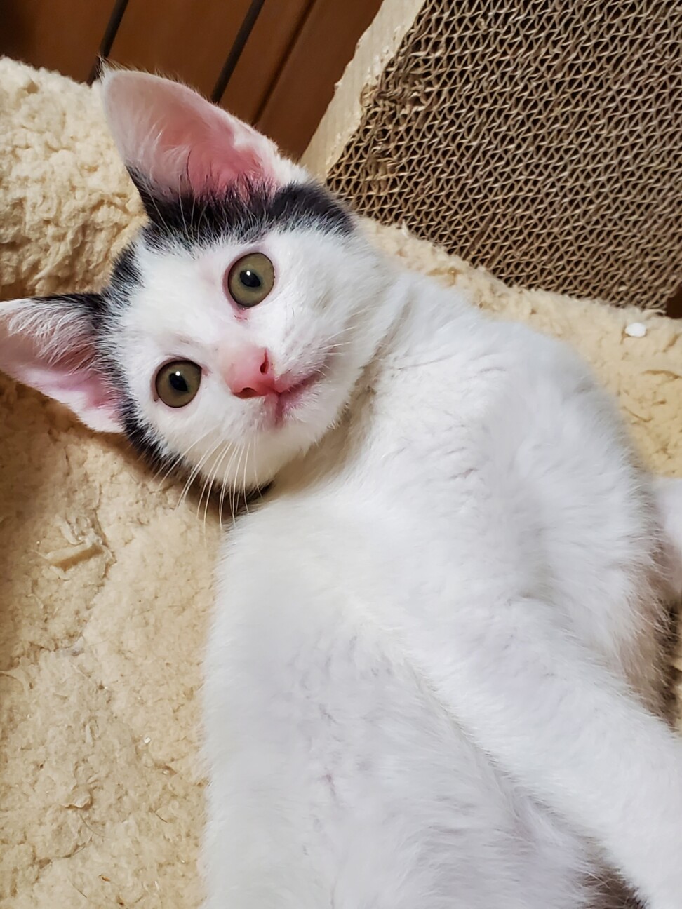 映える白黒 超かわいい 東京都 猫の里親募集 ペットのおうち 月間利用者150万人