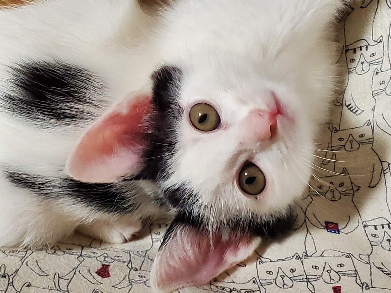 映える白黒 超かわいい 東京都 猫の里親募集 ペットのおうち 月間利用者150万人