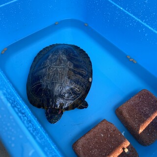 ミドリガメ保護しました。