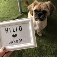 だんぼ