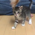 人気のホワイトソックス☆少し短足