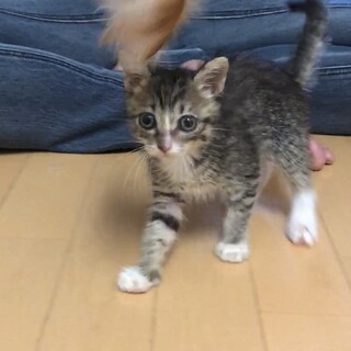 人気のホワイトソックス☆少し短足