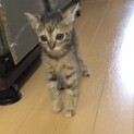 ビビりだけど人懐こい☆キジトラ猫