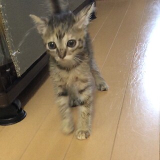 ビビりだけど人懐こい☆キジトラ猫