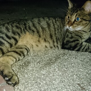 尻尾が鍵猫のきじとら虎ちゃん。