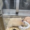生後約1ヶ月半の元気なキンクマハムスター1匹 サムネイル4