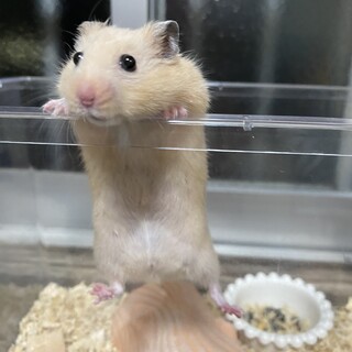 生後約1ヶ月半の元気なキンクマハムスター1匹