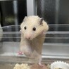 生後約1ヶ月半の元気なキンクマハムスター1匹 サムネイル2