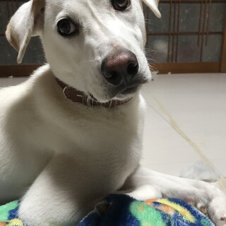 【トライアル決定！】オスの雑種犬「ボス｣くん