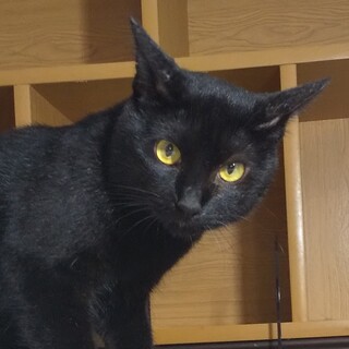 【多頭崩壊レスキュー】控えめで小柄な黒猫