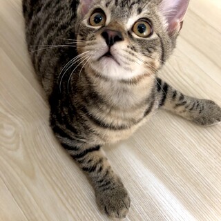 【8/23⭐️堺東にて里親会】参加猫しまくん