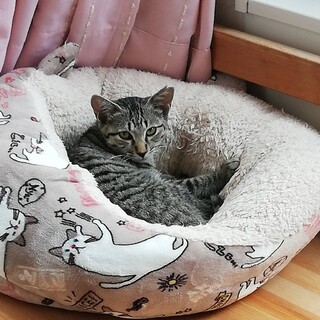大人しい♂さすけ君