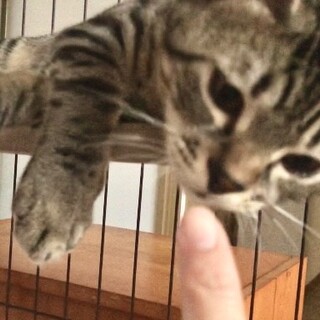 【8/23⭐️堺東にて里親会】参加猫ごまくん