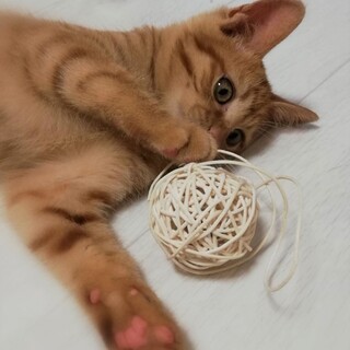 甘えん坊王子　茶々丸くん