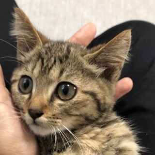 2ヶ月キジ子猫ジャン君♂