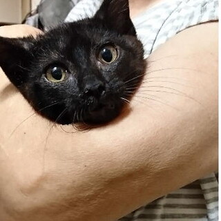 生後約２ヶ月半☆黒猫男の子