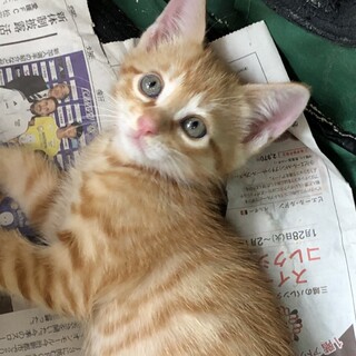 茶トラの男の子 マイケル