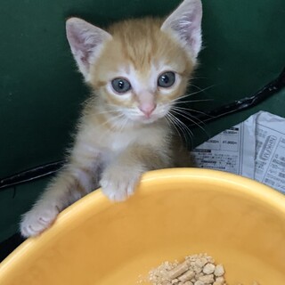 茶トラの男の子 ミニケル